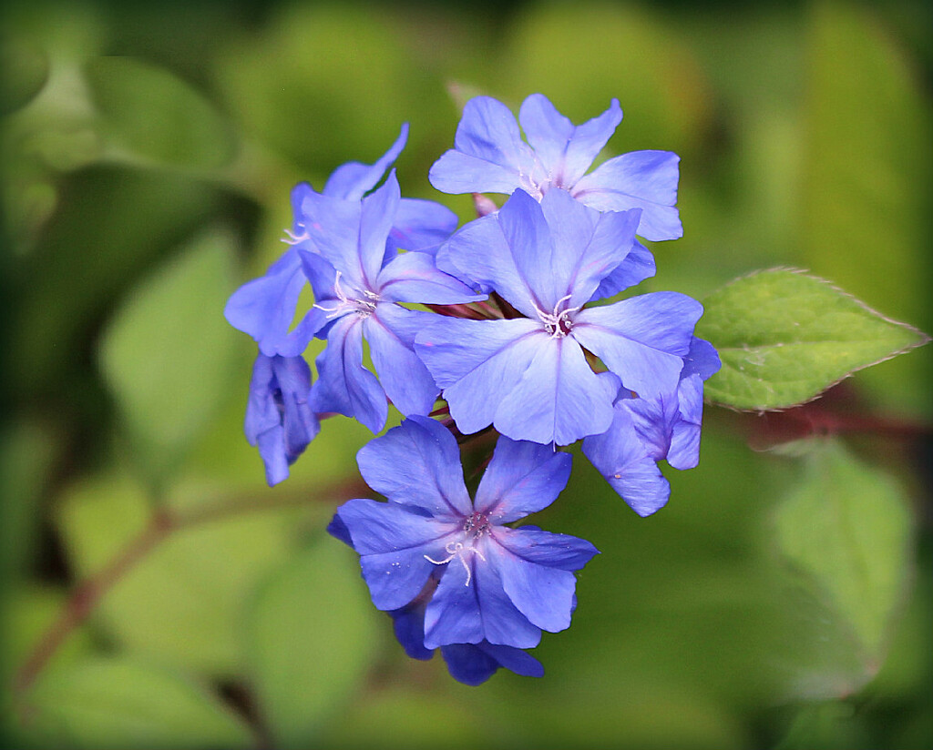 Plumbago  by wendyfrost