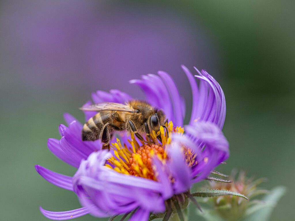 Bees work tirelessly by haskar