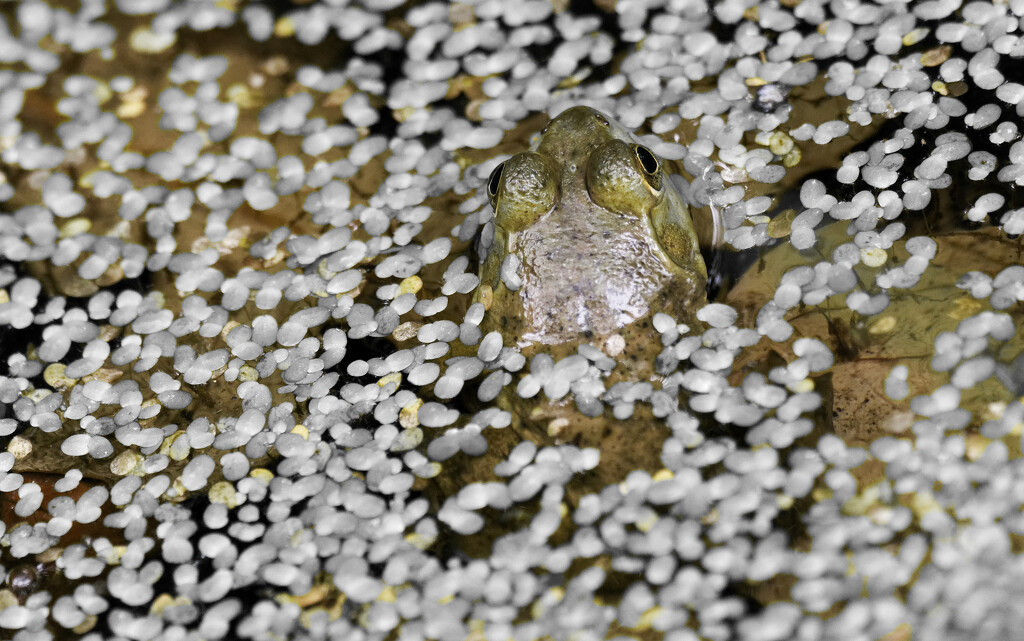 American bullfrog preparing for fall  by rminer