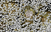 6th Oct 2023 - American bullfrog preparing for fall 