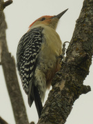 6th Oct 2023 - red-bellied woodpecker