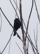6th Oct 2023 - Red-winged blackbird 