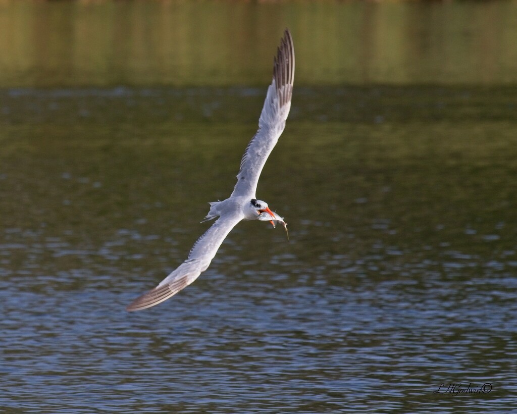 LHG_0458 Forester`s tern with fish by rontu