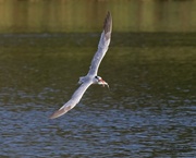5th Oct 2023 - LHG_0458 Forester`s tern with fish
