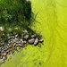 Algae overview by jeffjones