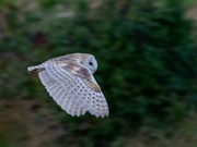 6th Oct 2023 - Barn Owl 