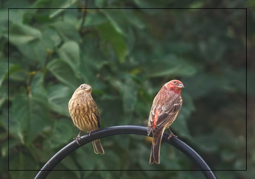 House Finch Pair by gardencat