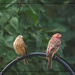 House Finch Pair by gardencat