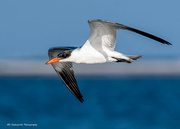 6th Oct 2023 - Caspian Tern