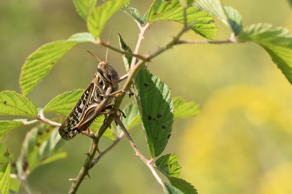 American Bird Grasshopper by k9photo