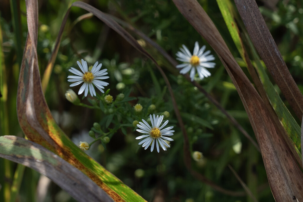 Asters by k9photo