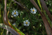 5th Oct 2023 - Asters