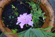 6th Oct 2023 - and then I saw the scabious bud had flowered