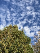 6th Oct 2023 - Clouds over the Cedar 