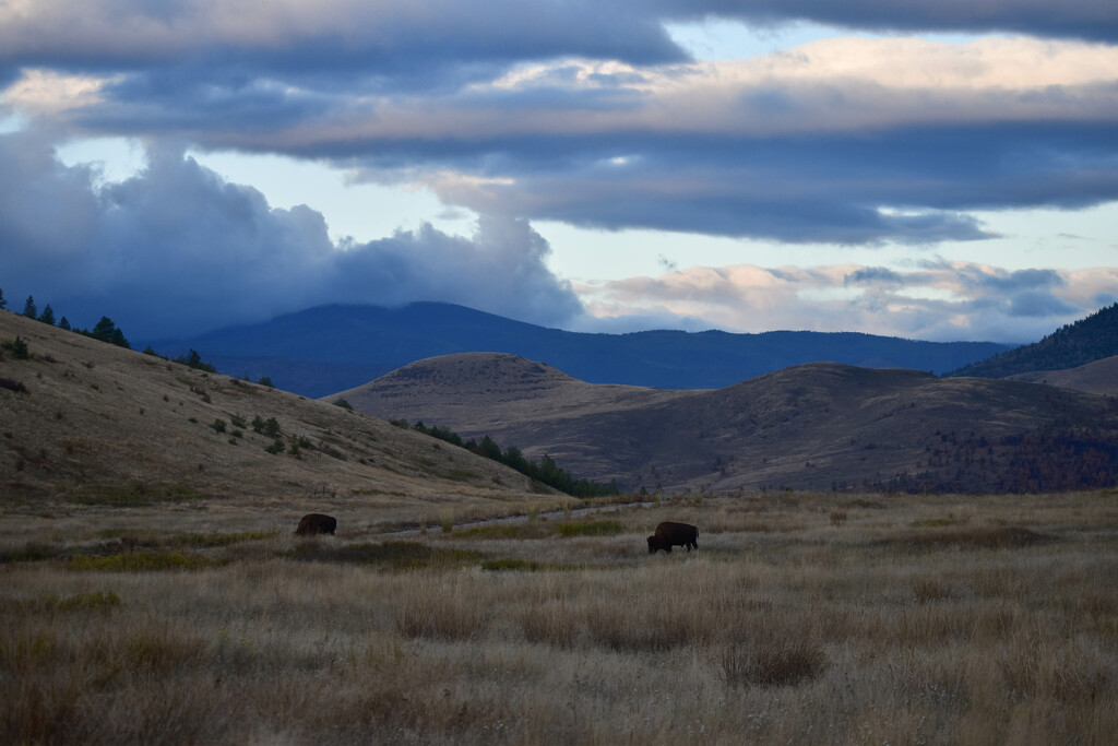 Early Morning On The Bison Range by bjywamer