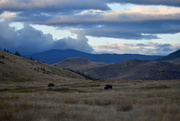 28th Sep 2023 - Early Morning On The Bison Range