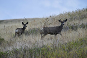 28th Sep 2023 - Mule Deer Buck And Doe On Bison Range