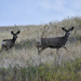 Mule Deer Buck And Doe On Bison Range by bjywamer
