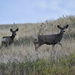 Mule Deer Buck And Doe On Bison Range