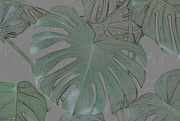 6th Oct 2023 -  Split leaf philodendron artistic