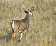 28th Sep 2023 - Whitetail Buck On The Bison Range