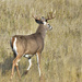 Whitetail Buck On The Bison Range by bjywamer