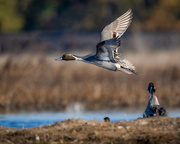 6th Oct 2023 - Northern Pintail