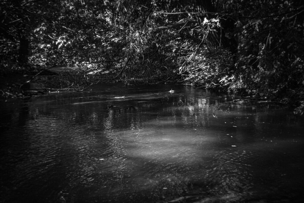 Dappled creek-7 by darchibald