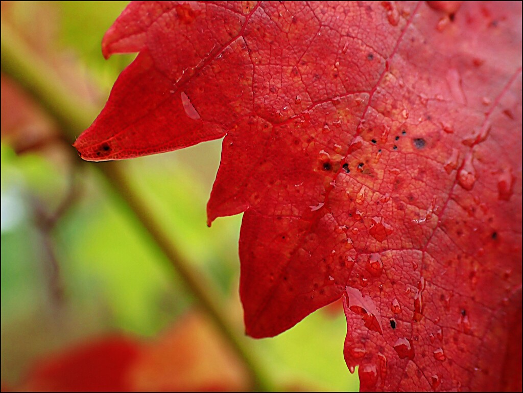 Raindrops on Red Leaves by olivetreeann
