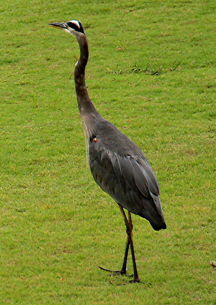 Aug 30 Blue Heron Walking In The Rain IMG_4634 by georgegailmcdowellcom