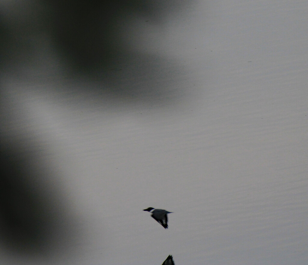 Aug 28 Kingfisher In Flight IMG_4614A by georgegailmcdowellcom