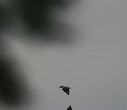 26th Aug 2023 - Aug 28 Kingfisher In Flight IMG_4614A