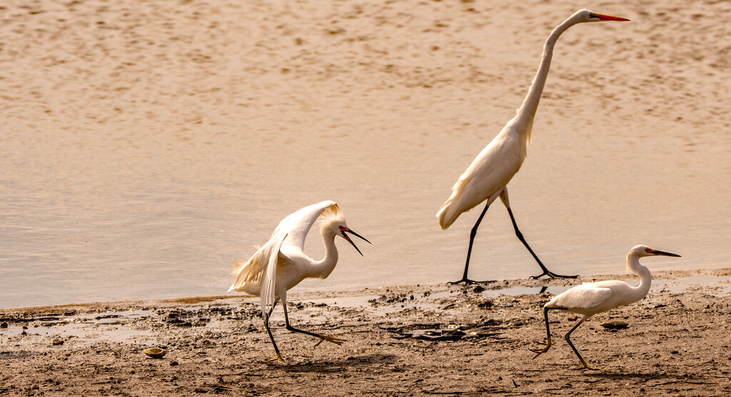Snowy Egret Chasing the Other Snowy Egret! by rickster549