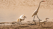 6th Oct 2023 - Snowy Egret Chasing the Other Snowy Egret!