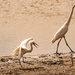 Snowy Egret Chasing the Other Snowy Egret! by rickster549