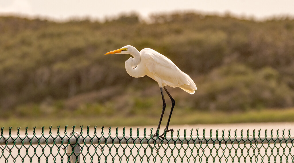 The Egret Walking the Fence! by rickster549