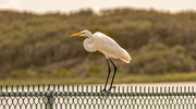 6th Oct 2023 - The Egret Walking the Fence!