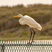 The Egret Walking the Fence! by rickster549