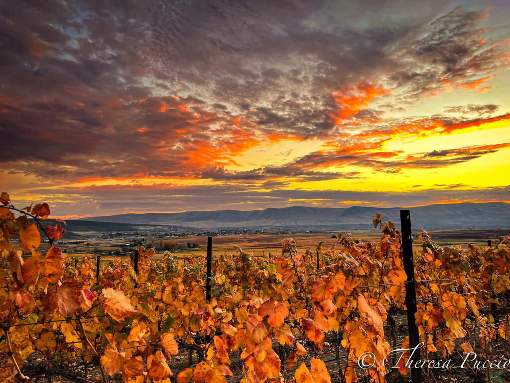 Sunset over grape vines by tapucc10