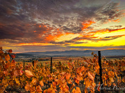 6th Oct 2023 - Sunset over grape vines