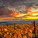 Sunset over grape vines by tapucc10