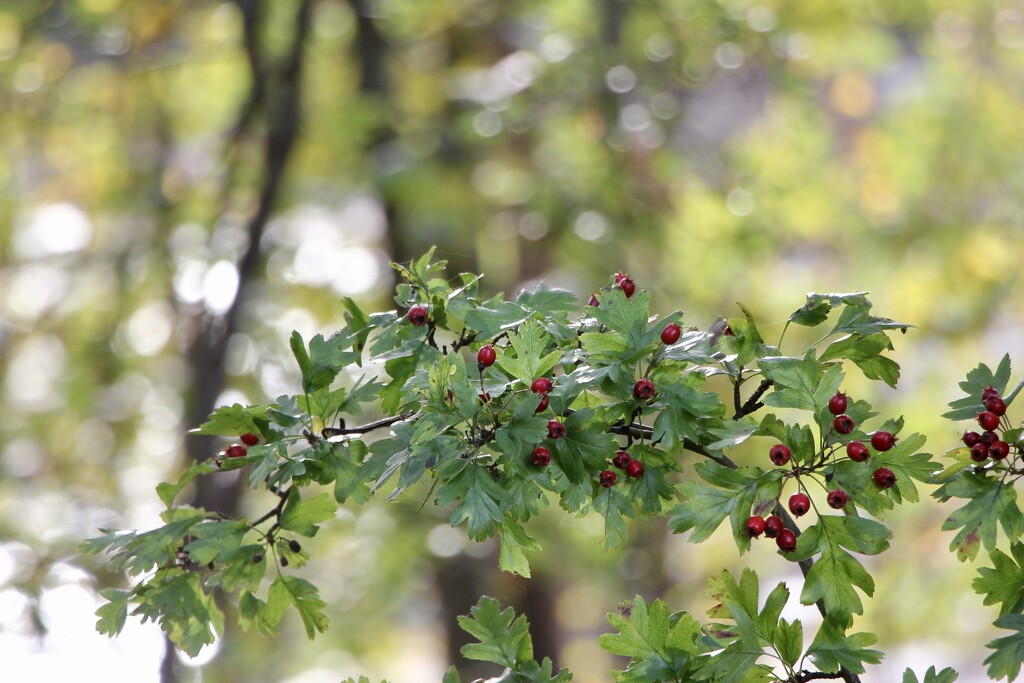 Common Hawthorn by jamibann