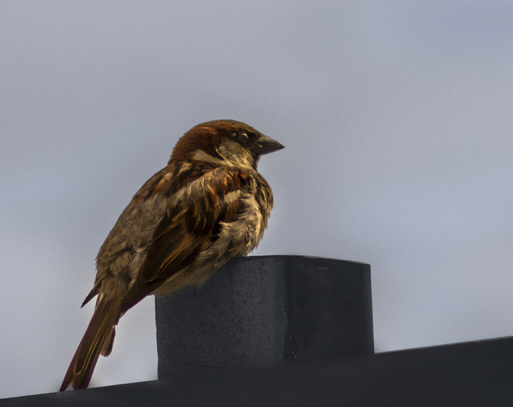 Common sparrow by suez1e