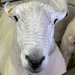 Loved this cute sheep by joansmor