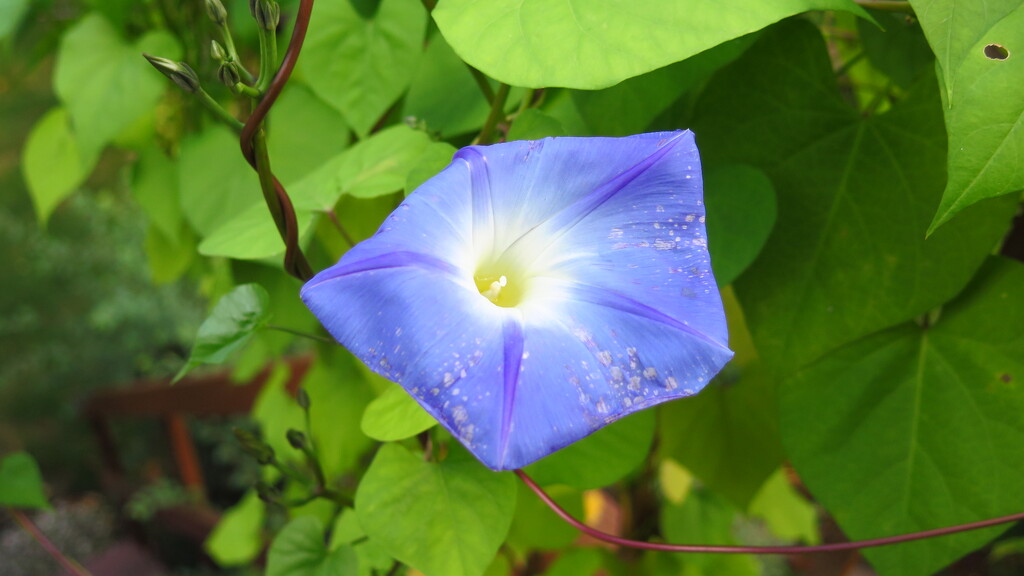 Finally a Morning Glory by pej76