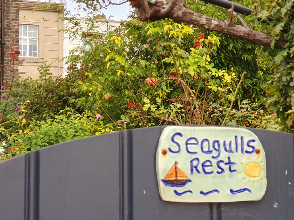 Silly Seagull Sign by will_wooderson