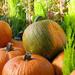 Pumpkins by seattlite