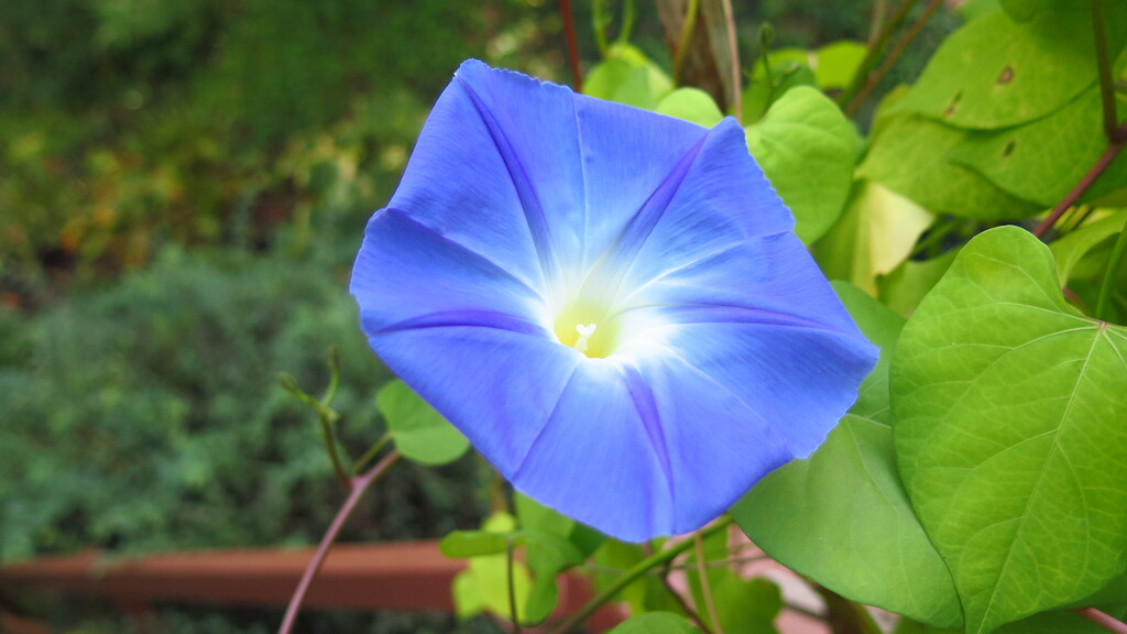 Second Morning Glory  by pej76
