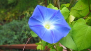 7th Oct 2023 - Second Morning Glory 