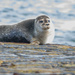 Leebitton Seal by lifeat60degrees